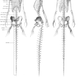 Illustration for article titled A Gorgeous Dissection of Mermaid Anatomy